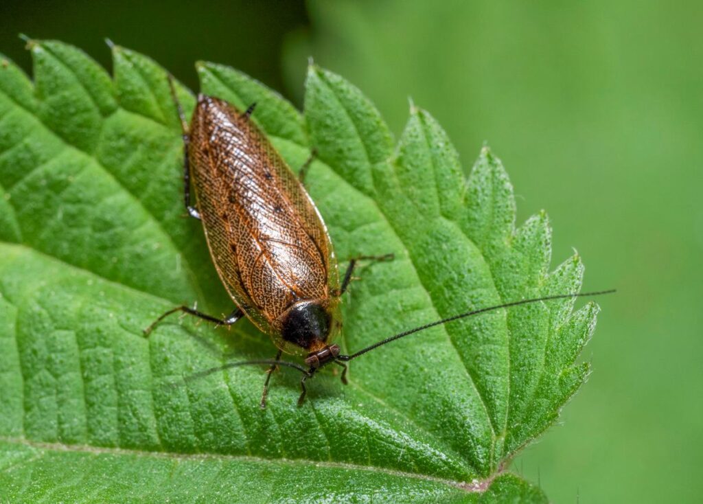 A close-up shot of a cockroach on a lead outdoors.
